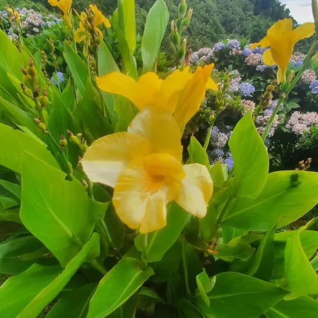 Σπίτι διακοπών Casa Do Monte Faial da Terra