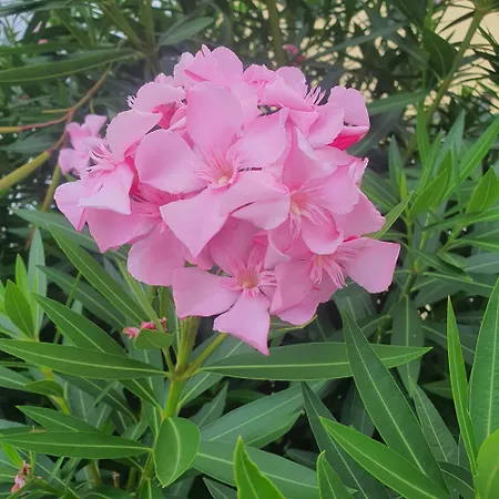 Casa Do Monte Ferienhaus *