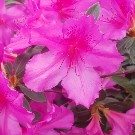 Casa Do Monte Σπίτι διακοπών *