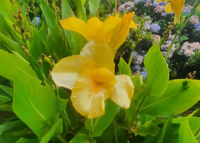 Vakantiehuis Casa Do Monte Faial da Terra