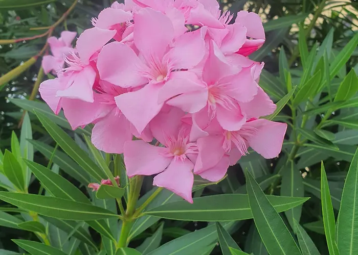 Casa Do Monte Vakantiehuis *